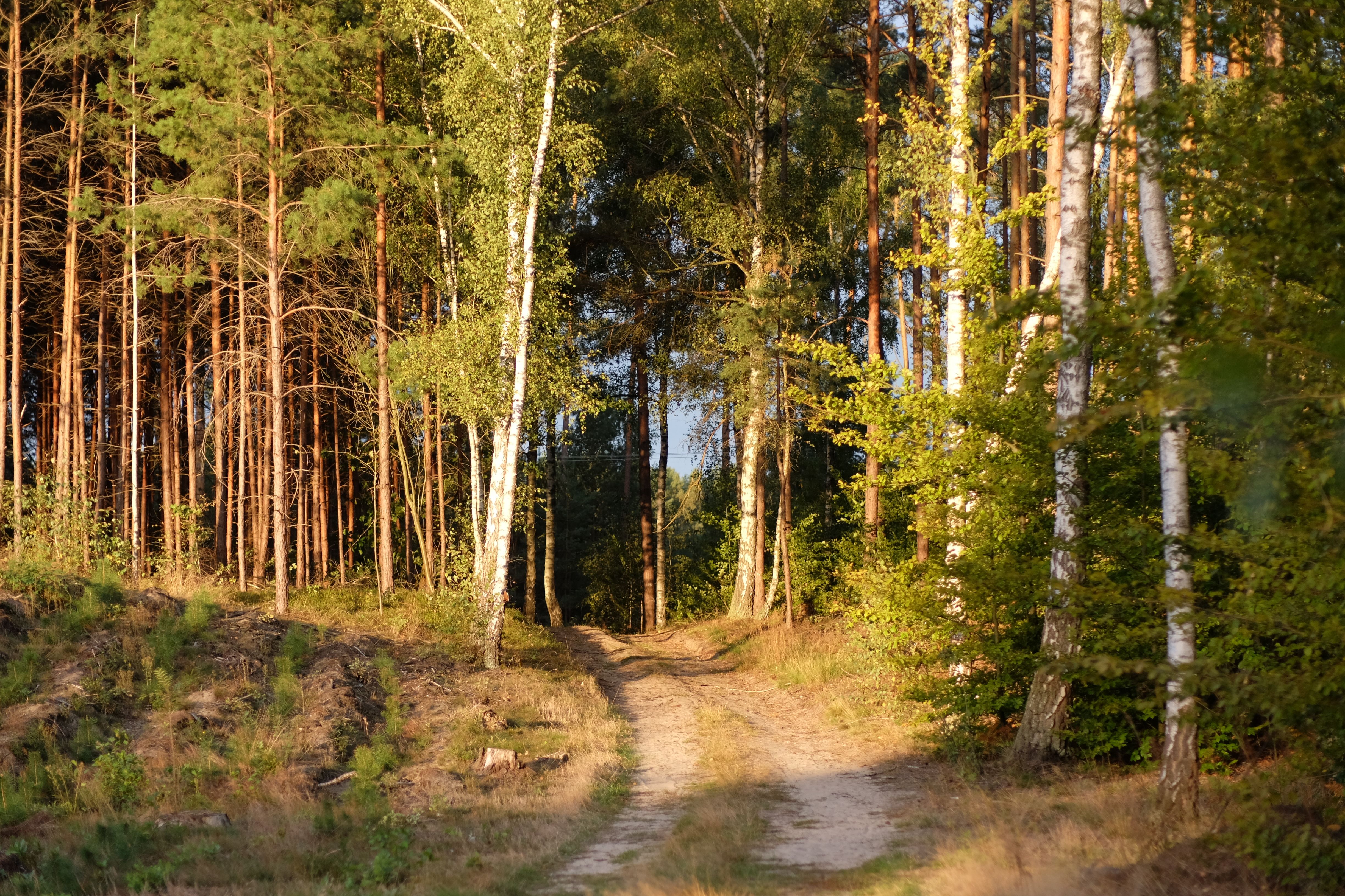 Waldweg zwischen Bäumen