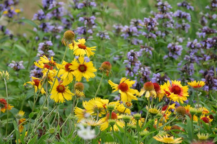 Wildflower meadow garden