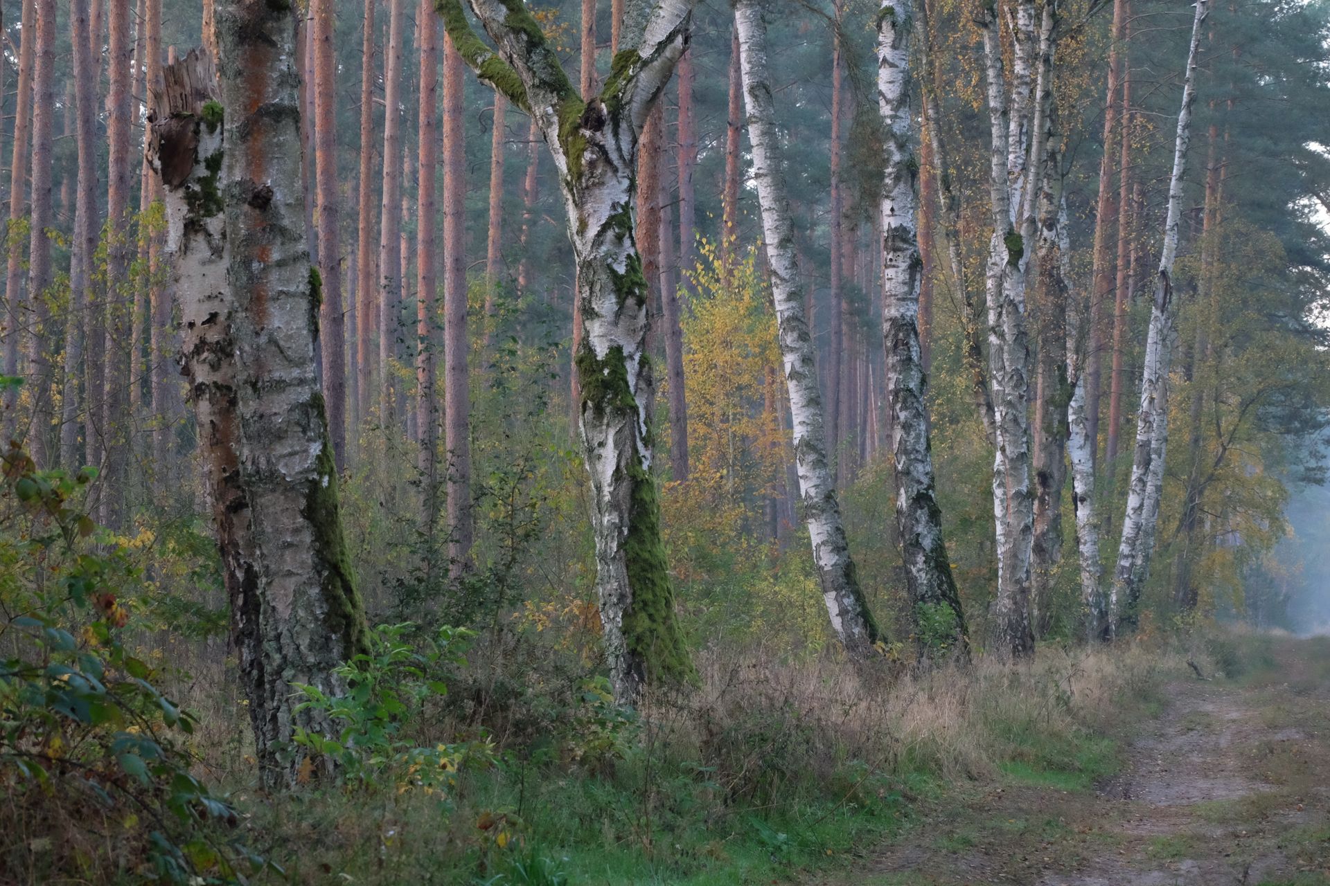Tranquil autumn scene with birch trees lining a secluded forest path.