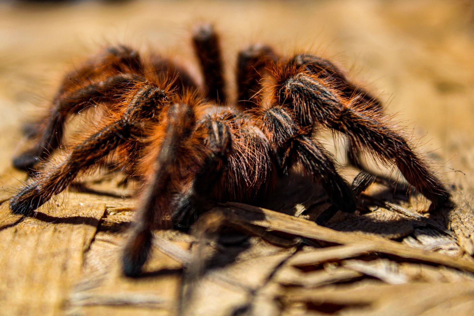 Detailed close-up image of a hairy tarantula resting on a wooden surface, showcasing its textured body and legs.