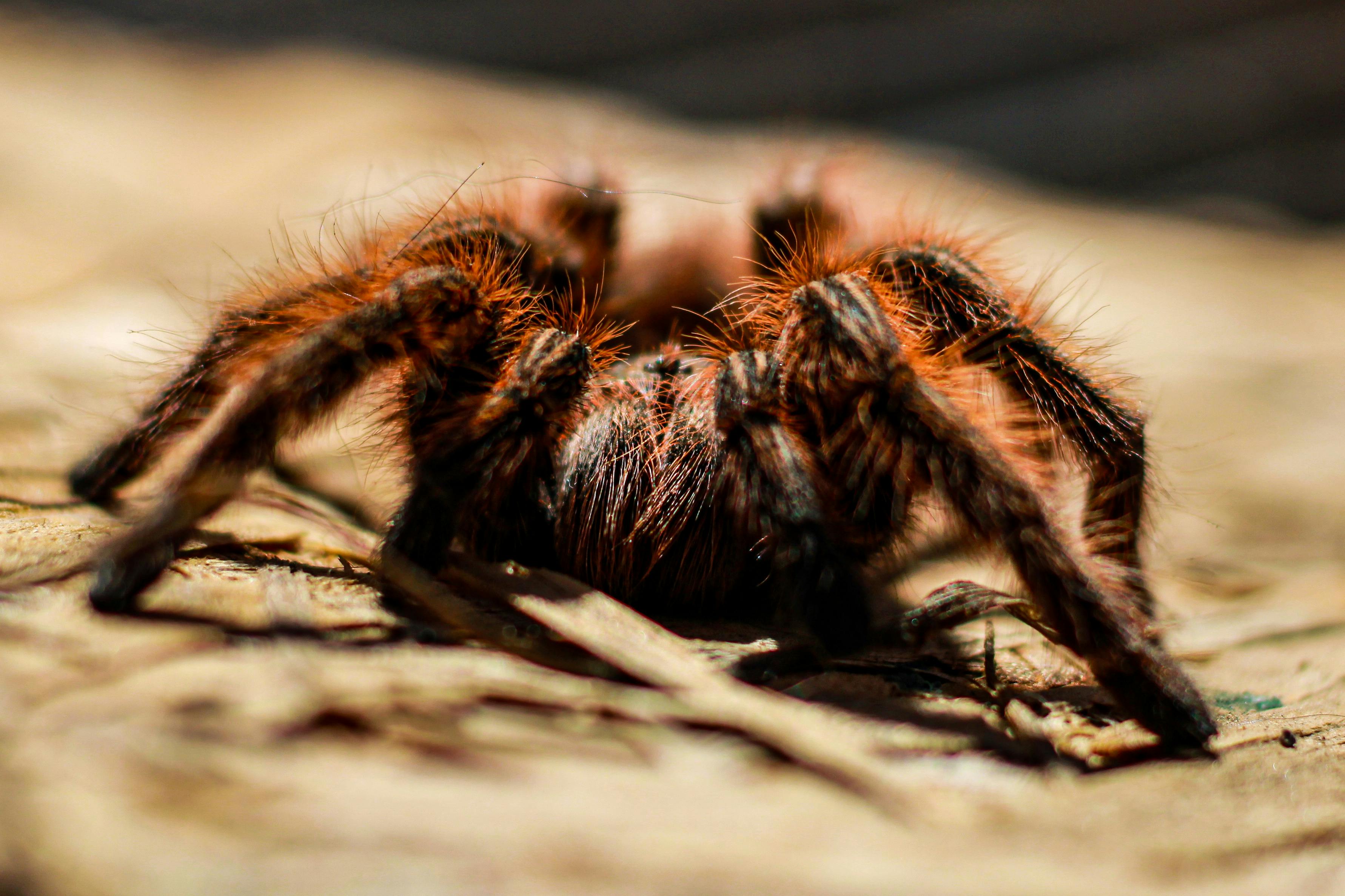 Tmesiphantes