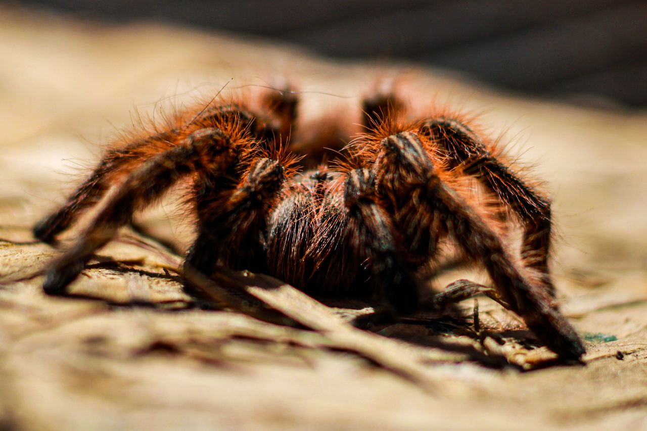 detailed macro shot of a hairy tarantula spider on a natural surface