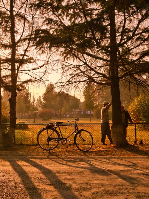 Free Tranquil scene of a bicycle under trees with a warm sunset glow, capturing a peaceful park environment. Stock Photo