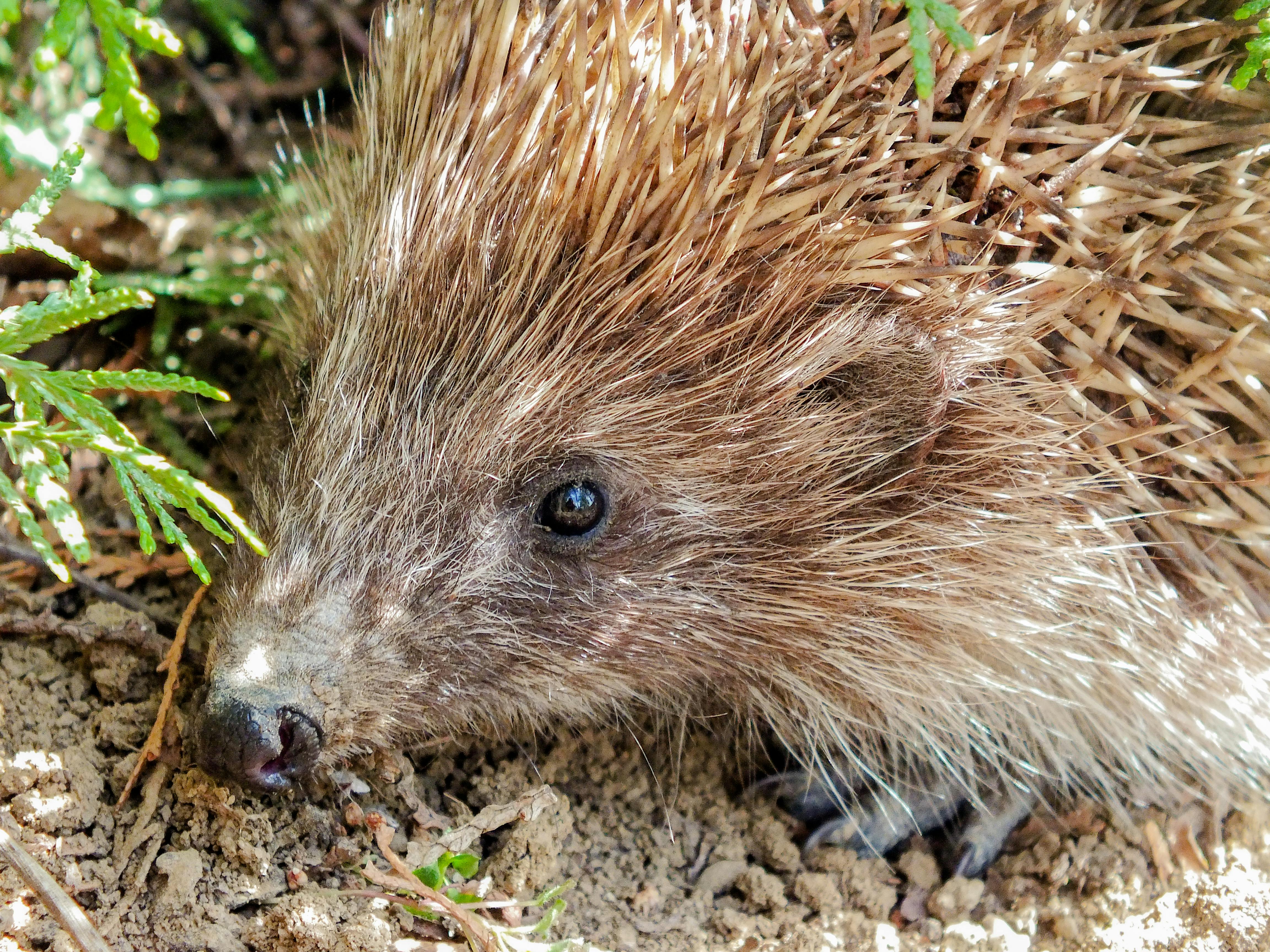 かわいい動物 ハリネズミ 庭園の無料の写真素材