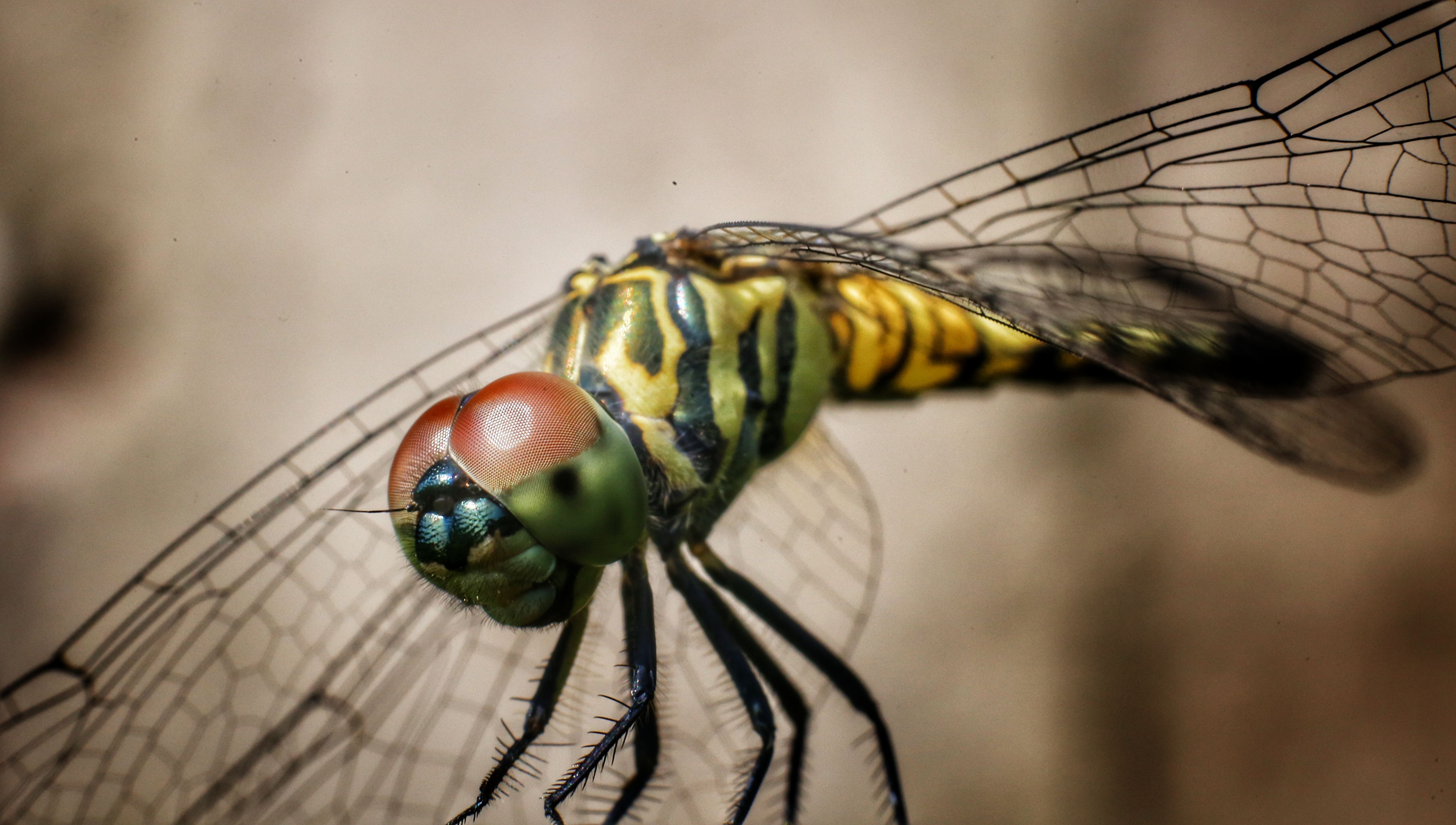 Vibrant Macro Photograph of a Dragonfly · Free Stock Photo