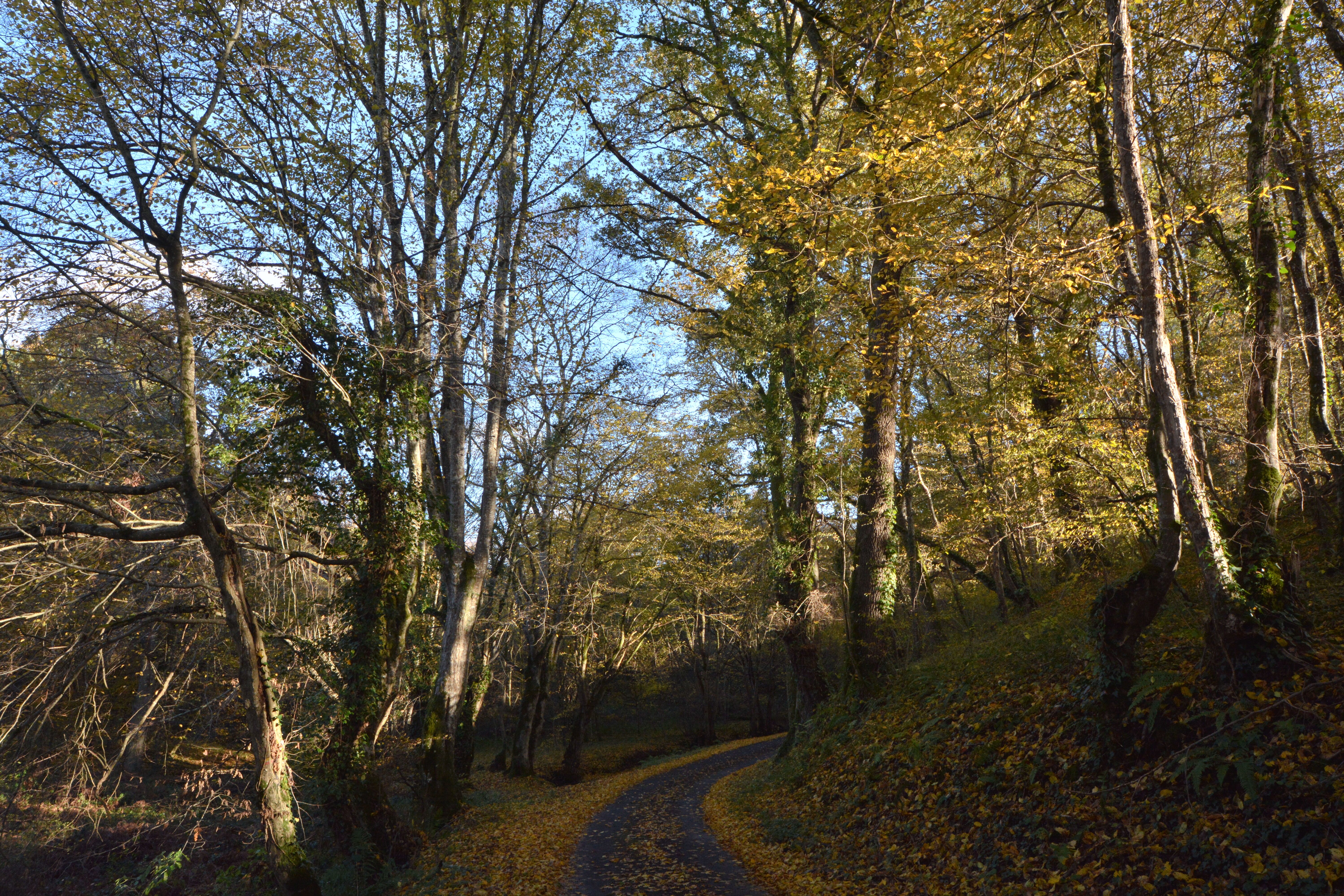 Serene Autumn Woodland Path in Indre, France · Free Stock Photo