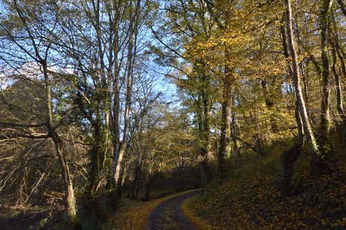 Free Peaceful woodland path in Indre, France during autumn with golden leaves. Stock Photo