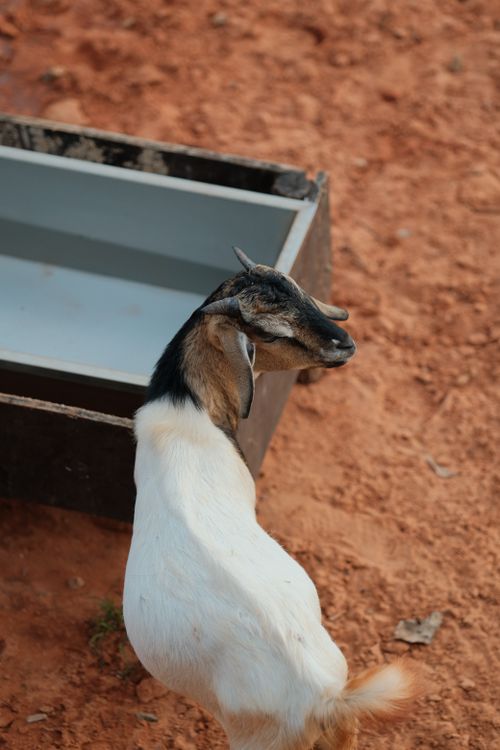 Free A domestic goat stands beside a feeding trough on red soil. Rural farm life. Stock Photo
