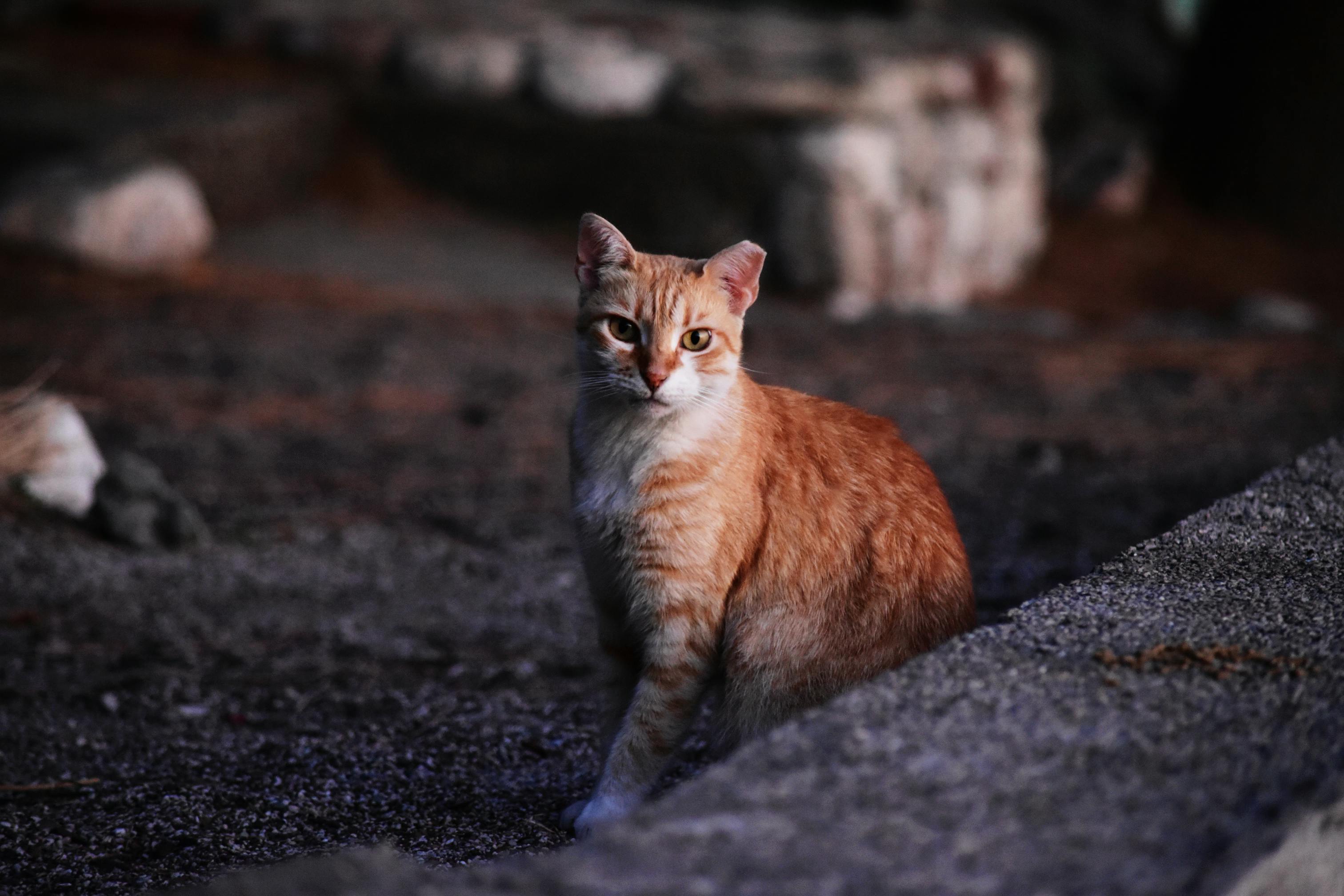 Katzenurin entfernen