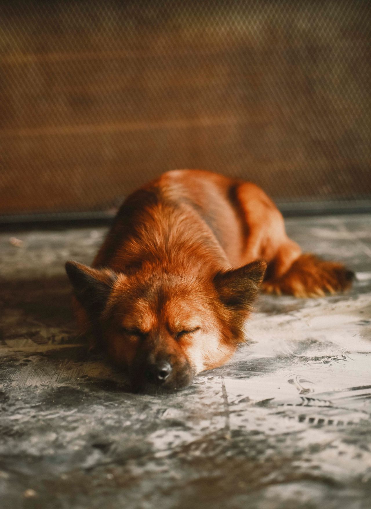 A dog resting with its eyes closed
