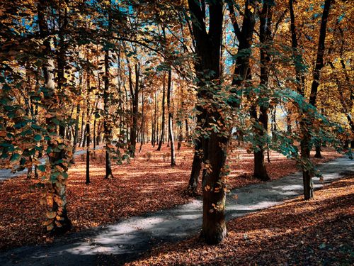 Free Sunlit forest with vibrant autumn leaves lining a tranquil path. Stock Photo