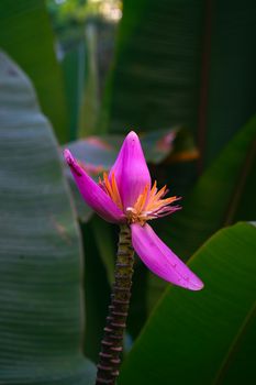 A stunning pink tropical flower blooming amidst lush green leaves in Barbados.