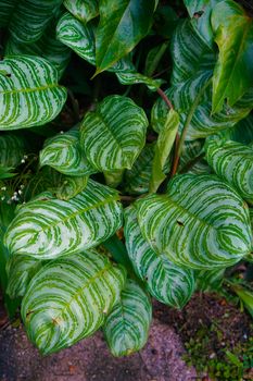 Vibrant tropical leaves in Hunte's Garden, a serene nature spot in Barbados.