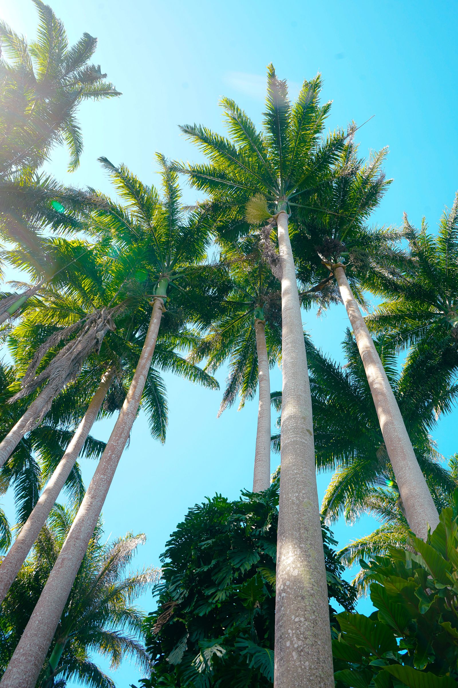 Palm trees along a tropical garden path