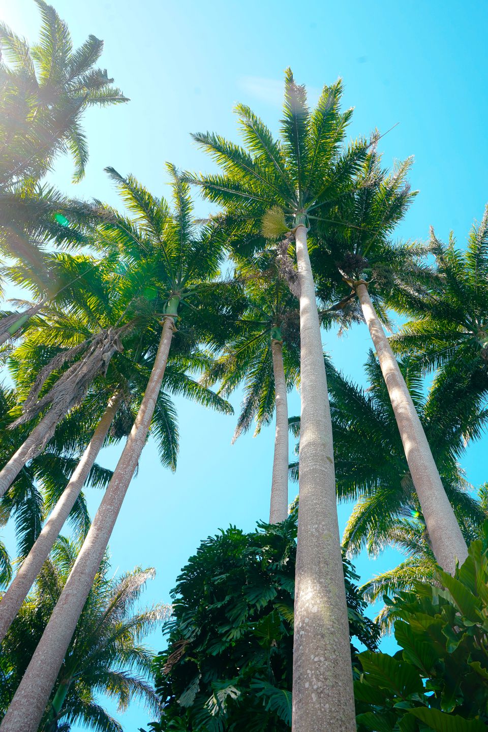 auf Barbados