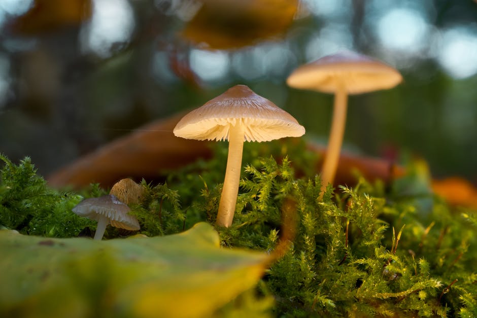 Fascinating Facts About Forest Ecosystems