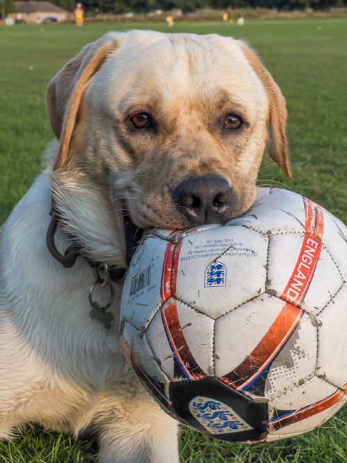 Free Adorable Labrador holding an England football on a grassy field. Stock Photo