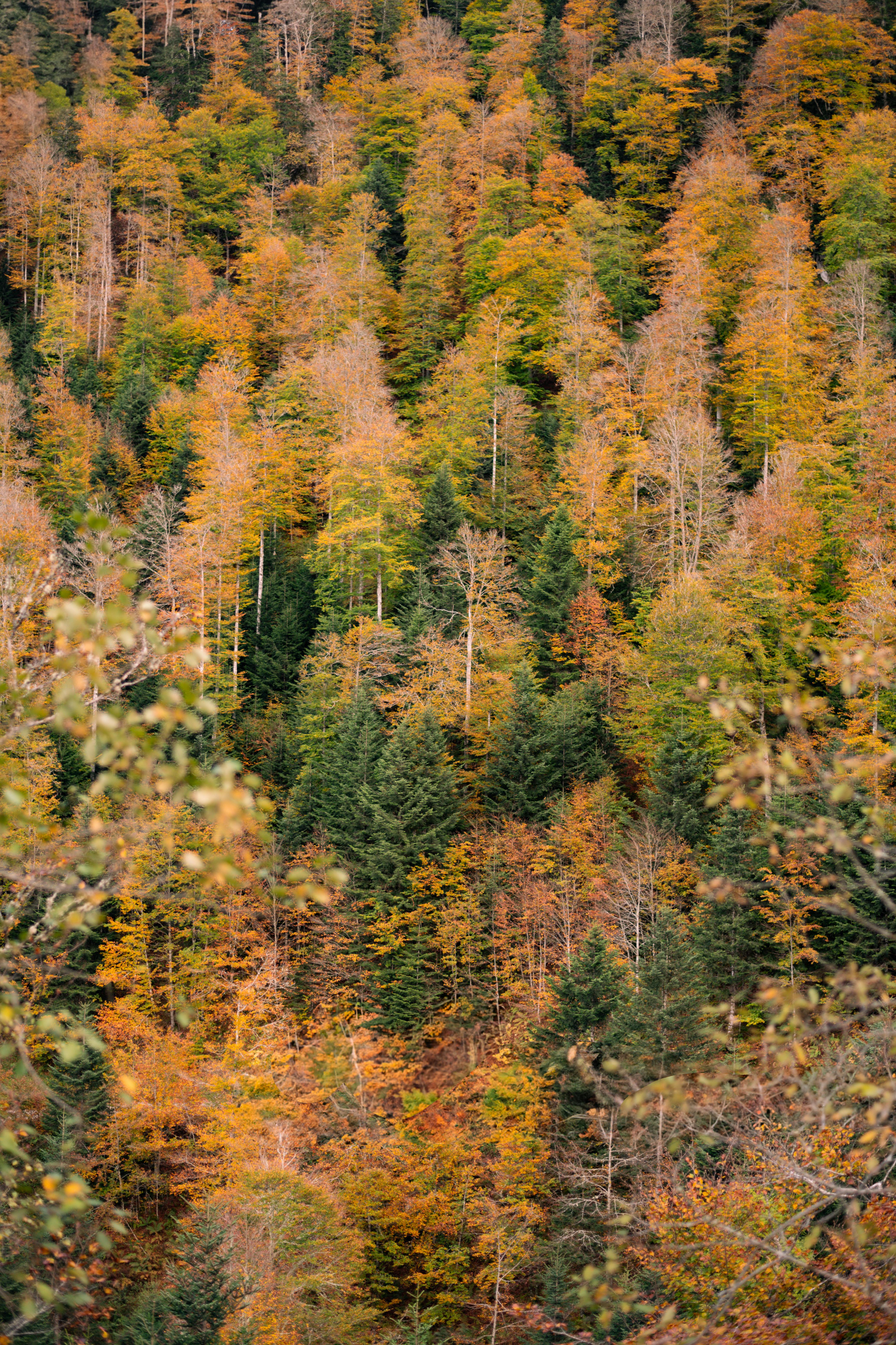A stunning autumn scene in a dense forest with vibrant foliage showcasing shades of orange and green.