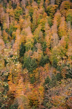A stunning autumn scene in a dense forest with vibrant foliage showcasing shades of orange and green.