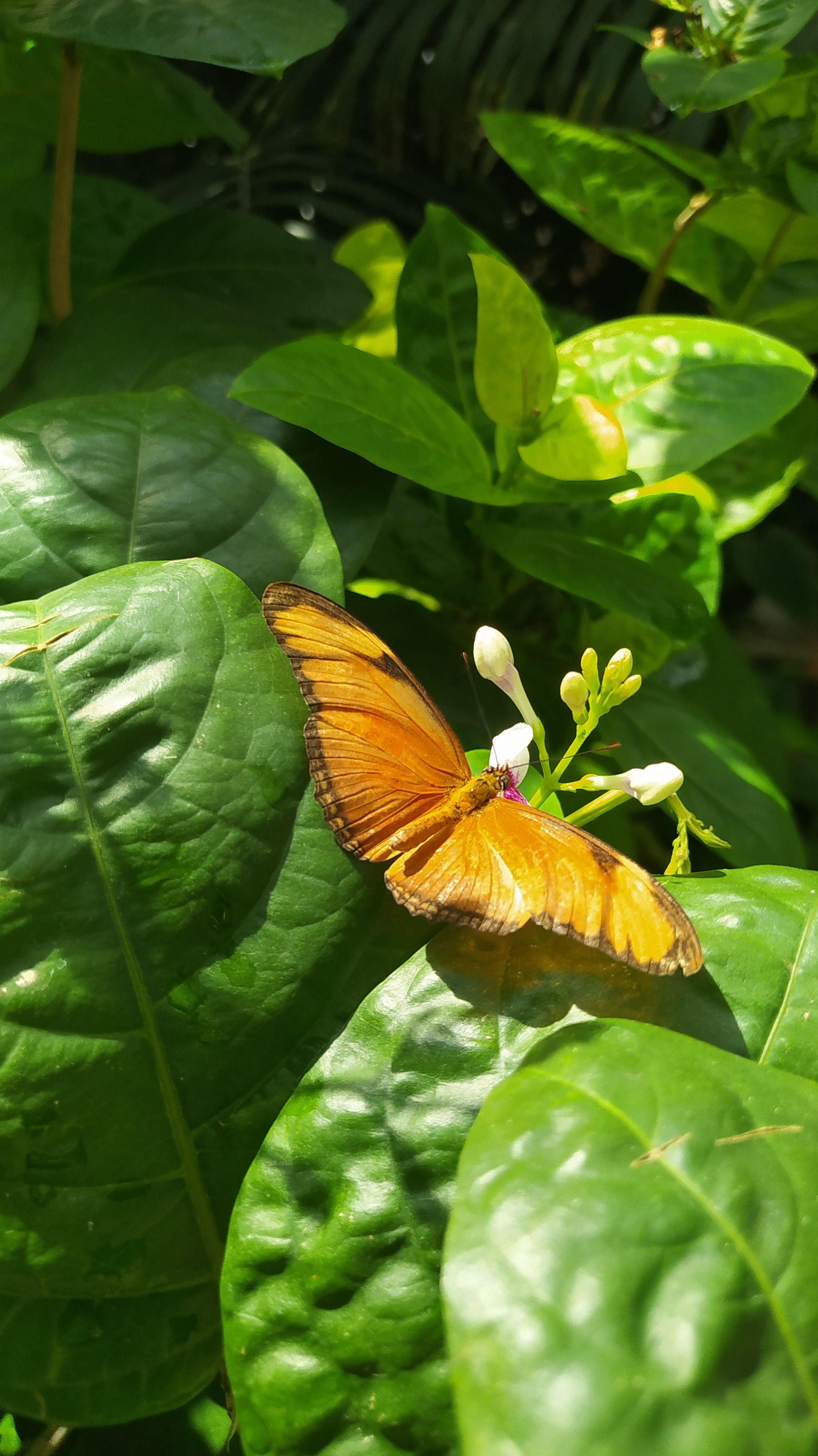 A vibrant orange butterfly perched on lush green leaves, basking in sunlight.