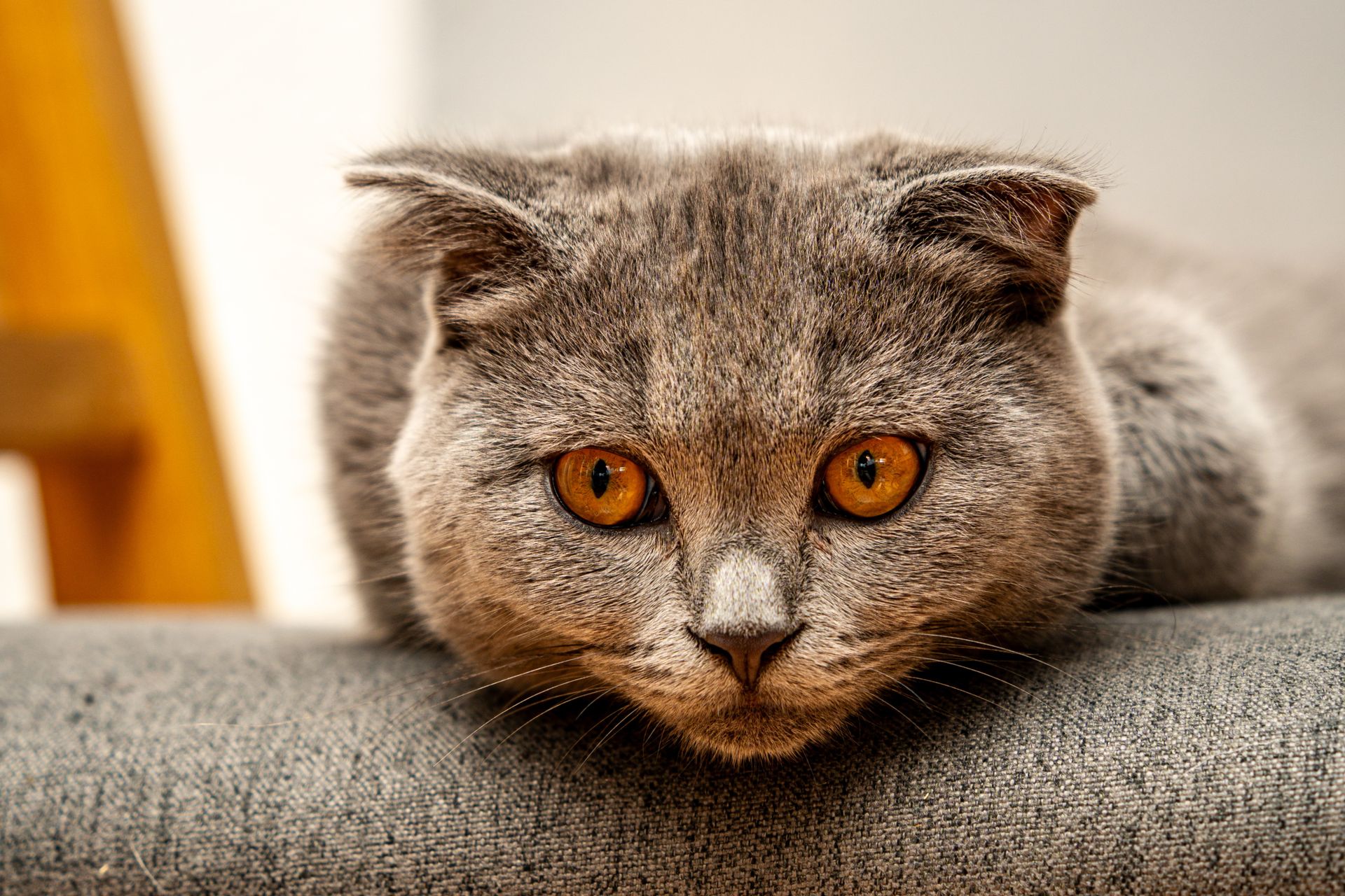 Close-Up Portrait of a British Shorthair Cat