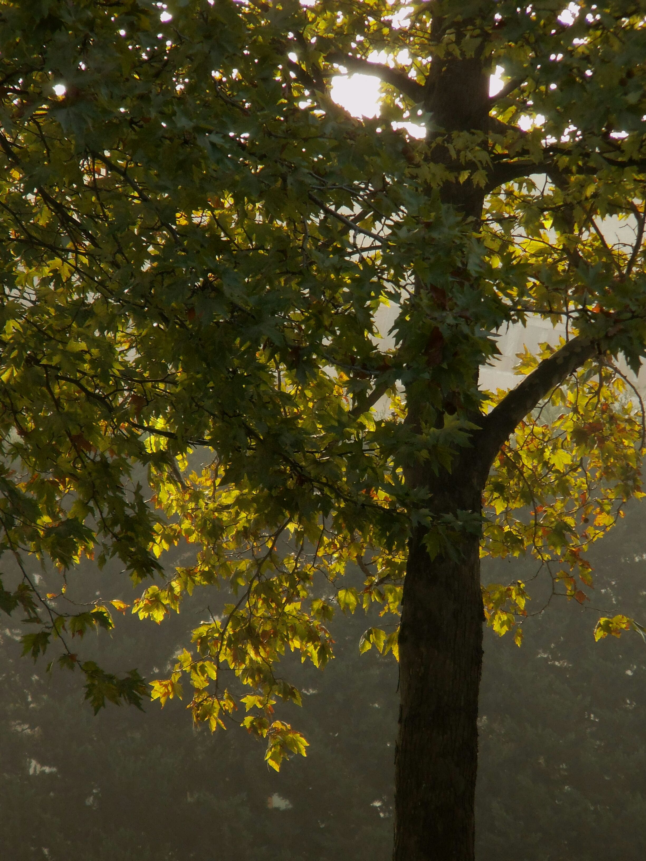 Sunlit Autumn Tree with Dappled Light Effect · Free Stock Photo
