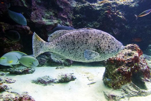 Close-up of a large spotted grouper in a vivid Okinawa aquarium setting.