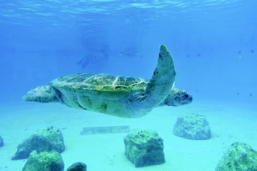 Churaumi Aquarium private — Okinawa