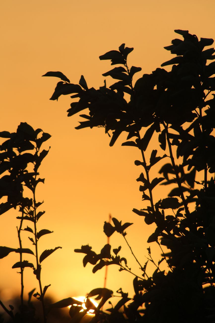 Silhouette of lush leaves under a vivid orange sunset in Trinidad and Tobago.. silhouette, lush, leaves