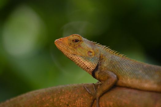 chameleon photo