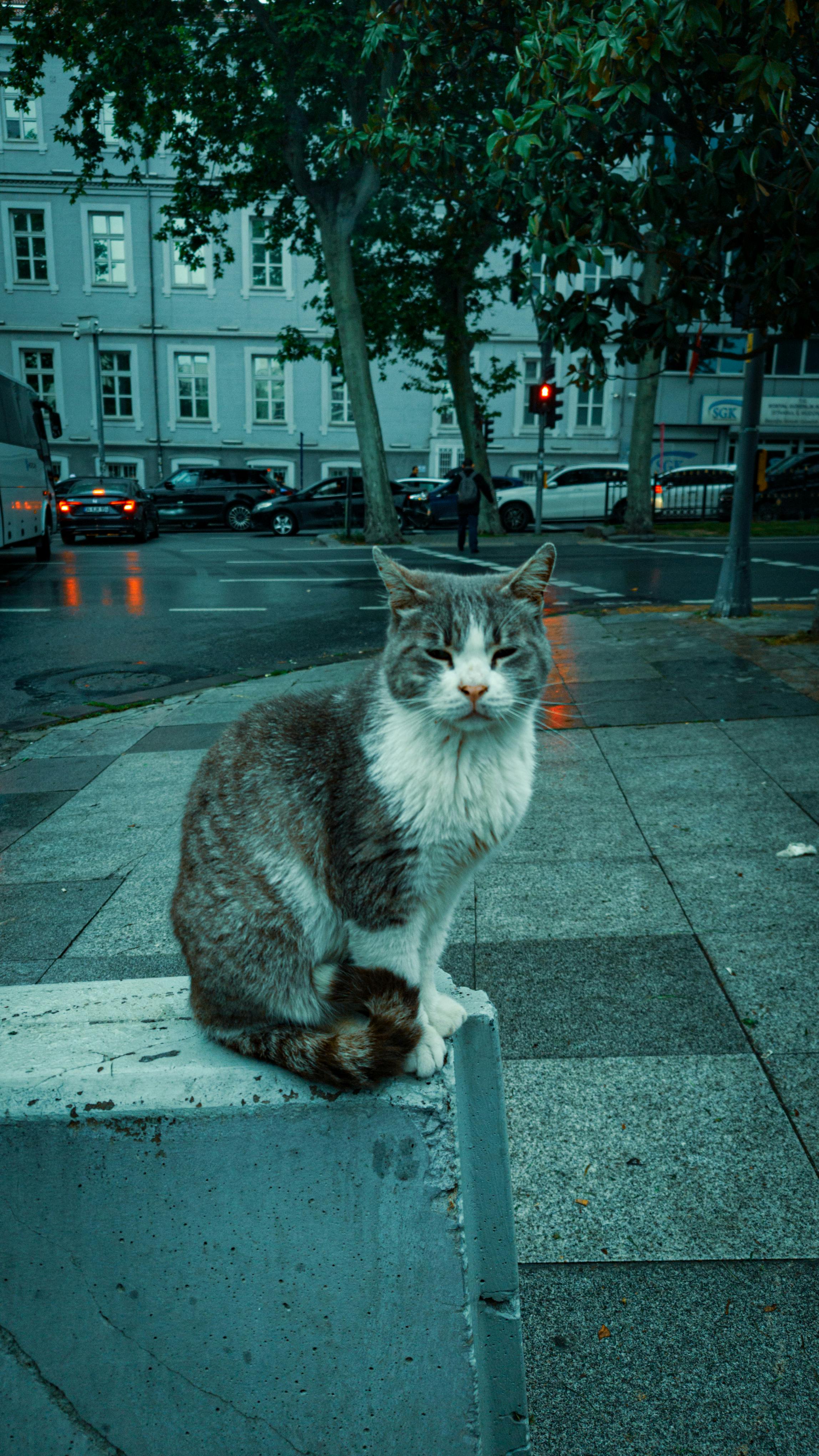 Reinigungsprodukte für Katzenurin