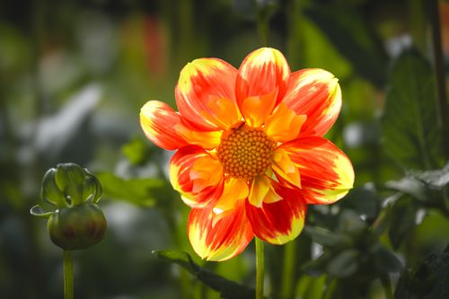 Free Close-up of a vibrant red and yellow dahlia flower in full bloom in a garden setting. Stock Photo