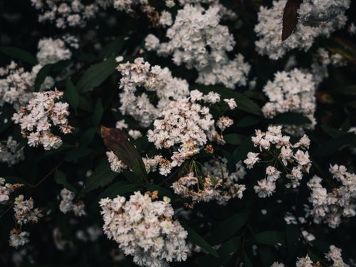 Free A cluster of white flowers amidst dark green leaves, depicting a moody floral scene. Stock Photo