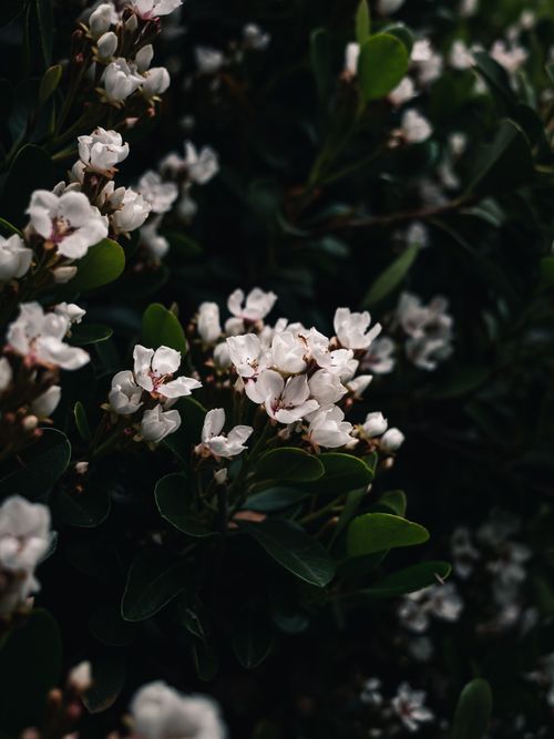 Free A detailed view of white flowers blooming among green leaves, showcasing nature's beauty. Stock Photo