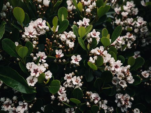 Free Close-up of white flowers with green leaves, conveying a vibrant and natural feel. Stock Photo