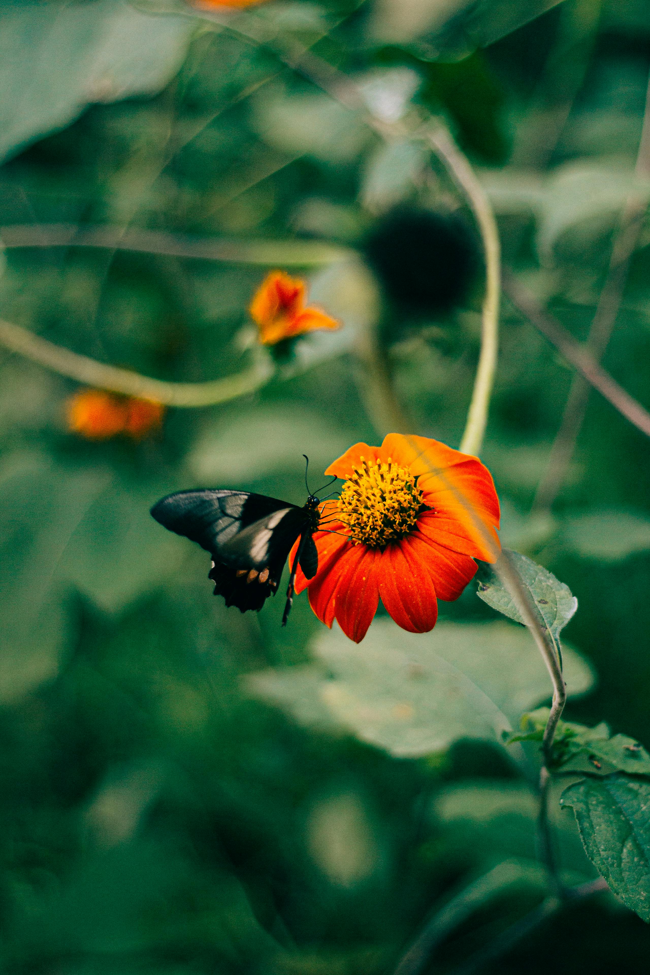 A beautiful butterfly perched on a bright orange flower in a lush green garden.