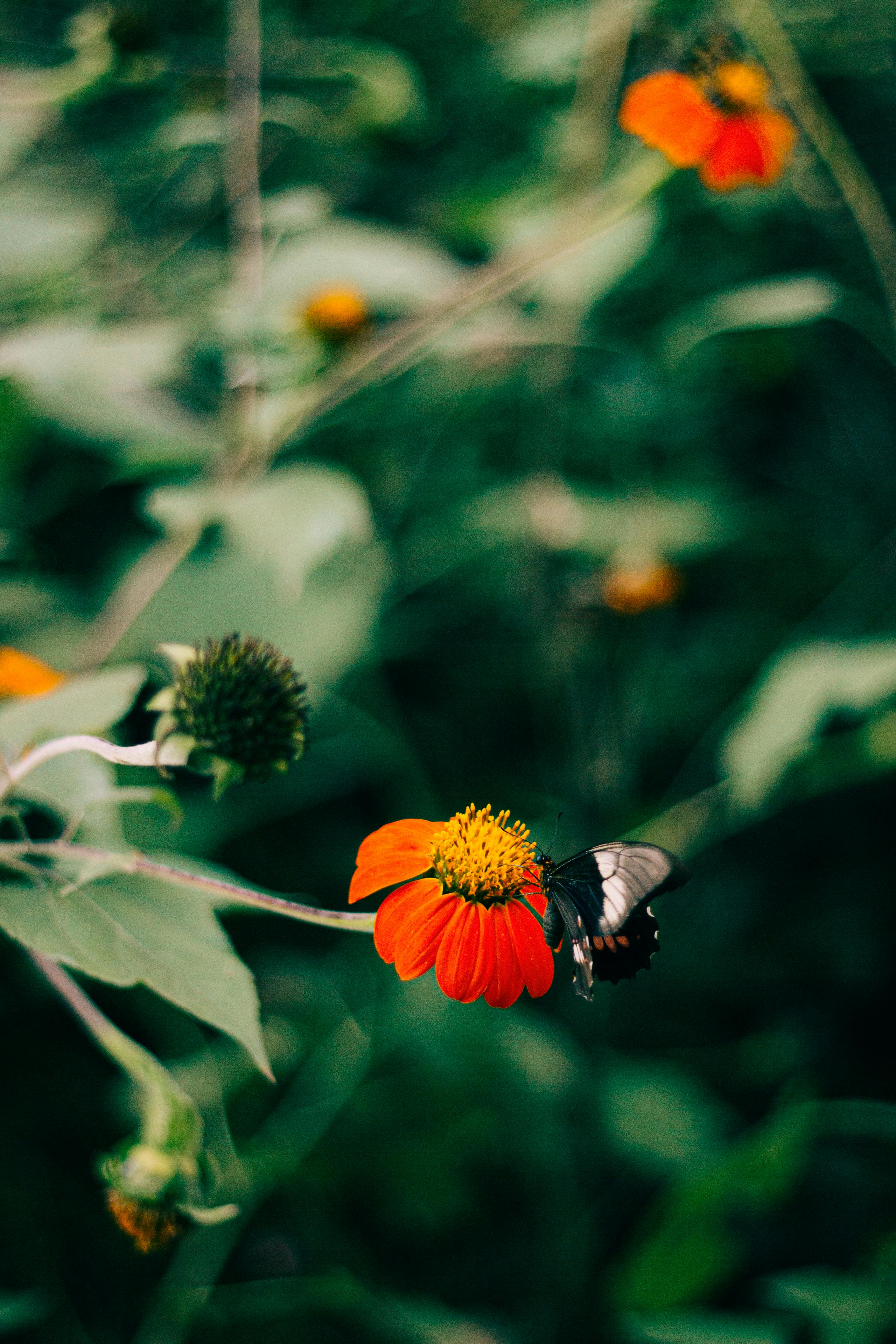 Captivating scene of a butterfly resting on a vibrant red flower in a verdant garden, showcasing nature's beauty.