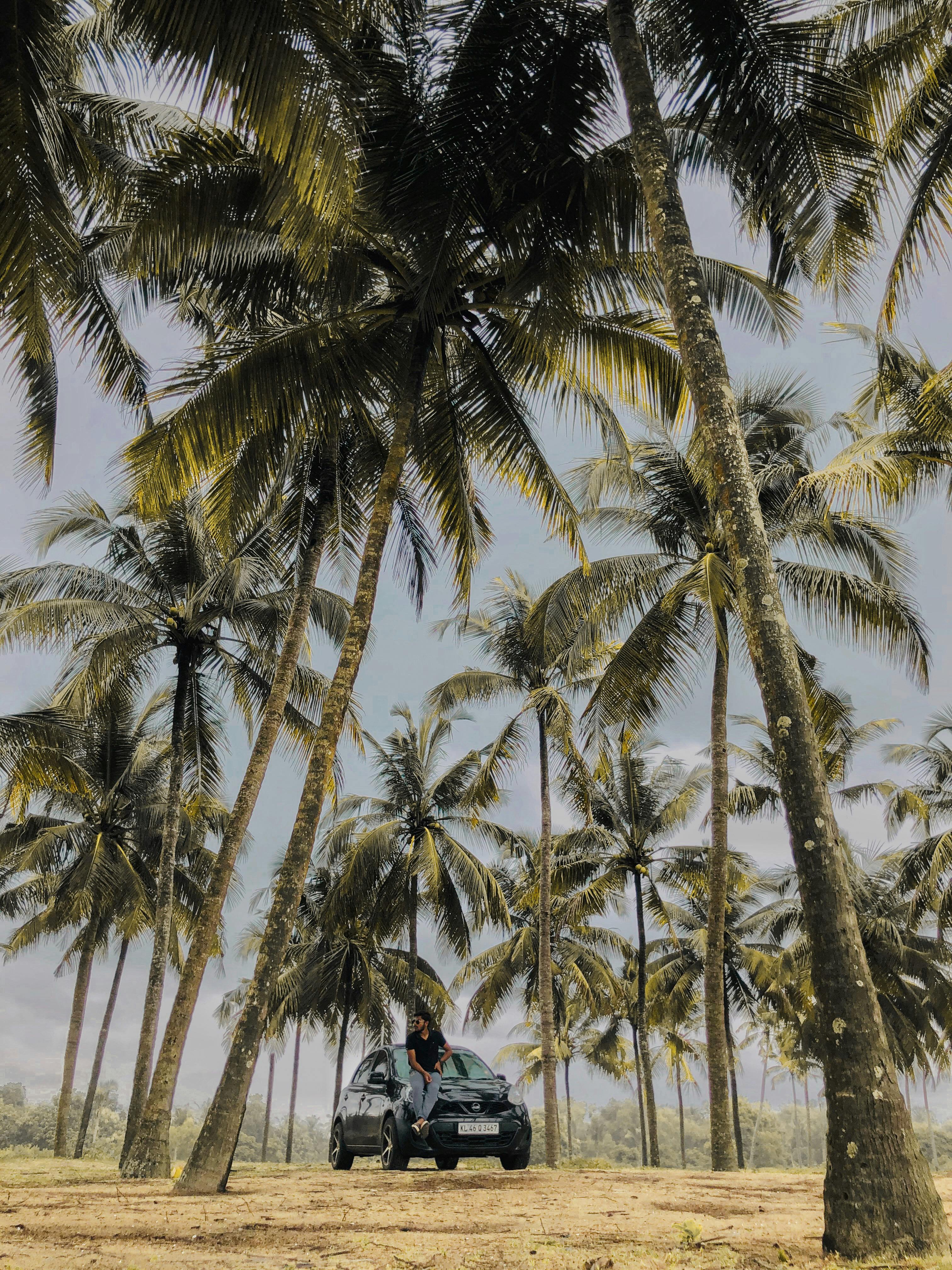 coconut palm grove with car in chavakkad india