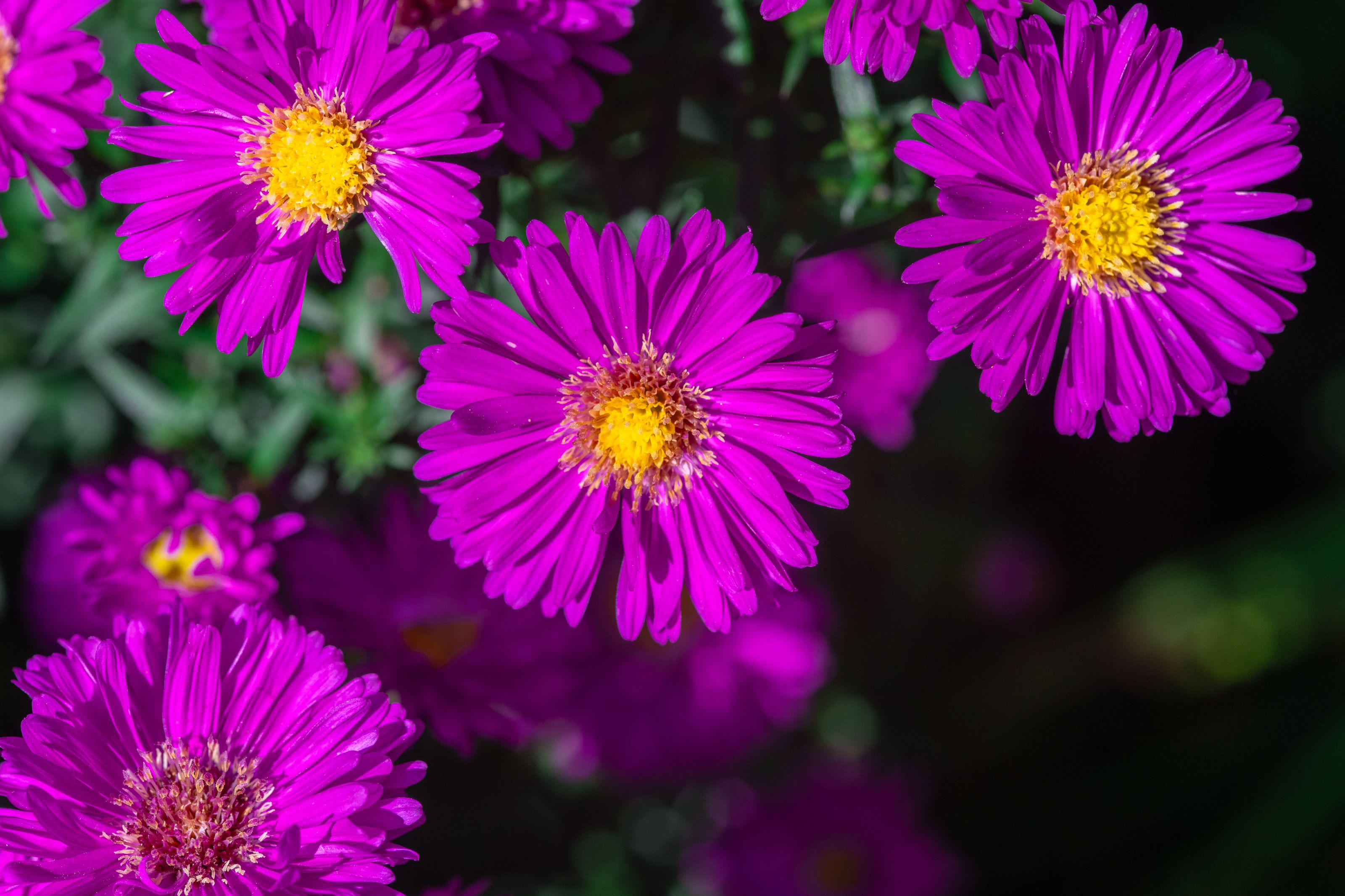Purple asters in September bloom