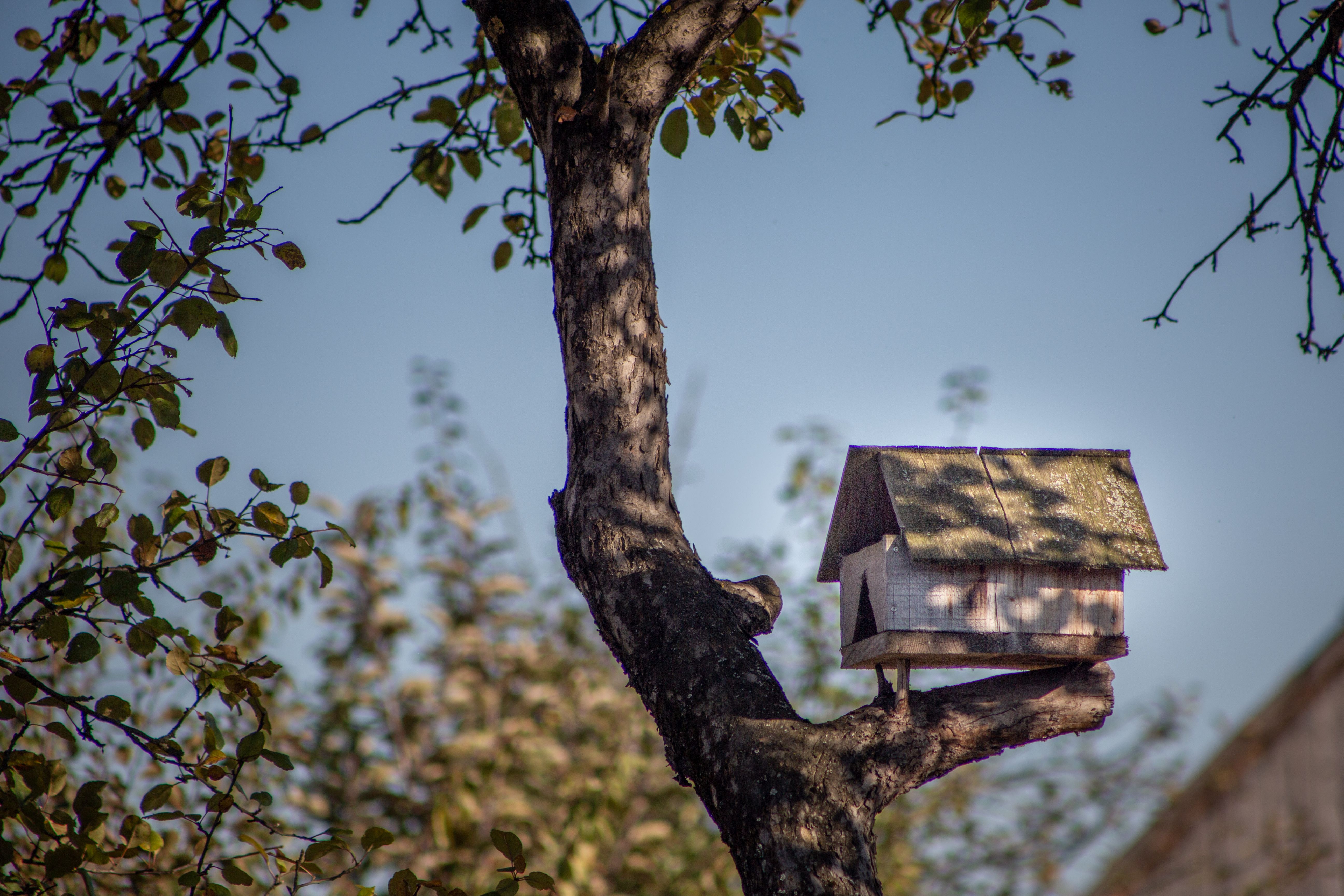 DIY-Vogelhaus bauen: Einfache Anleitung für Anfänger — Schritt-für-Schritt-Anleitung