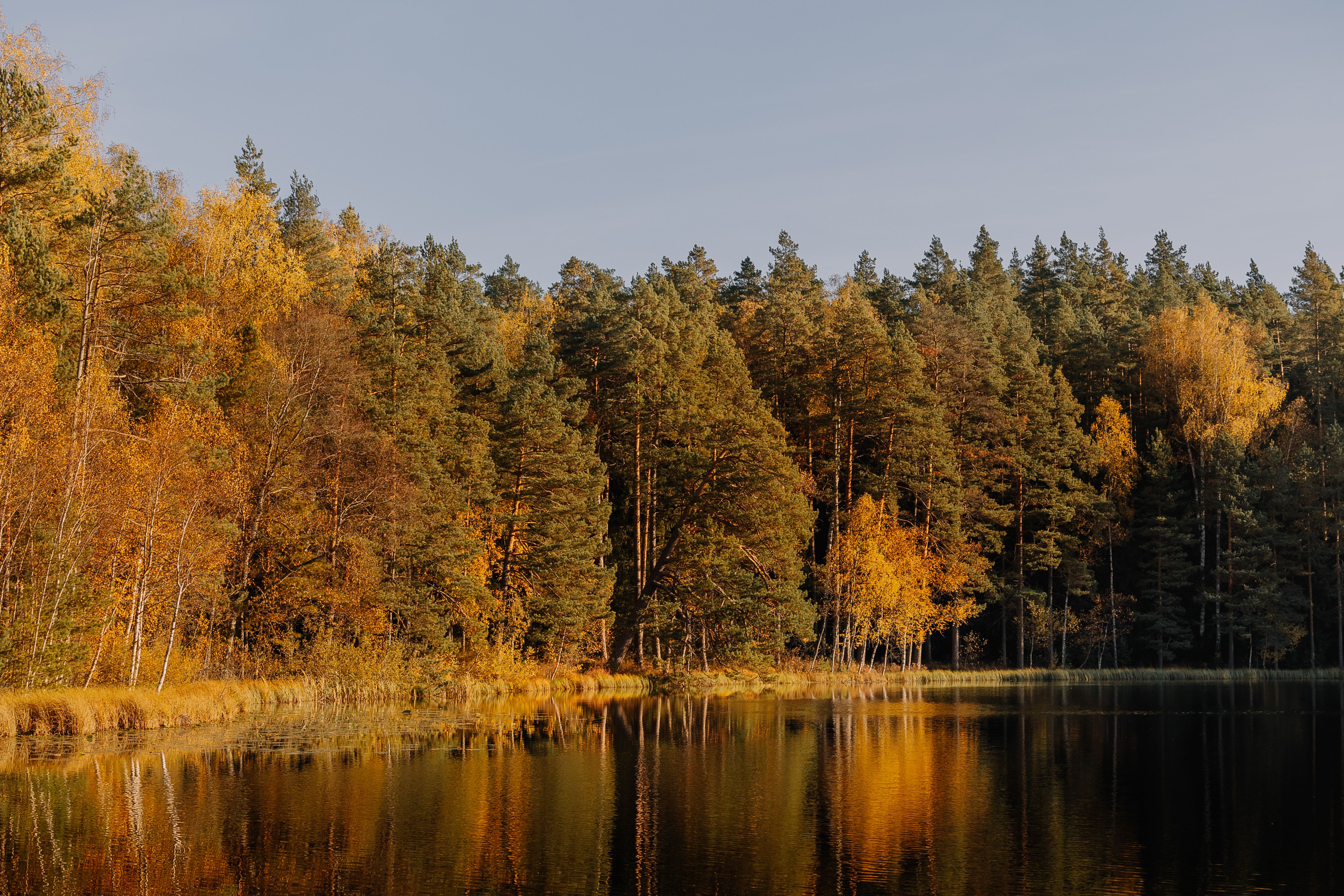Serene Autumn Forest Reflected in Calm Lake · Free Stock Photo