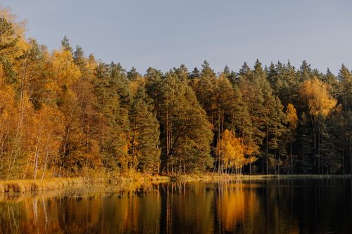 Free Tranquil autumn forest with golden leaves reflecting in a calm lake under a clear sky. Stock Photo