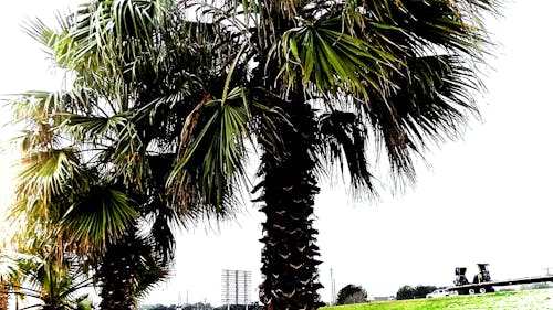 Безкоштовне стокове фото на тему «пальма»
