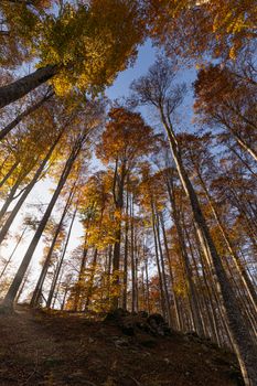 Tall trees with vibrant fall foliage in an Italian forest.