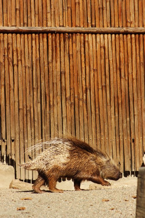 Free African porcupine walking along bamboo fence, natural habitat setting. Stock Photo