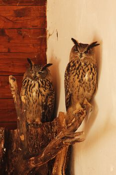 owl photo