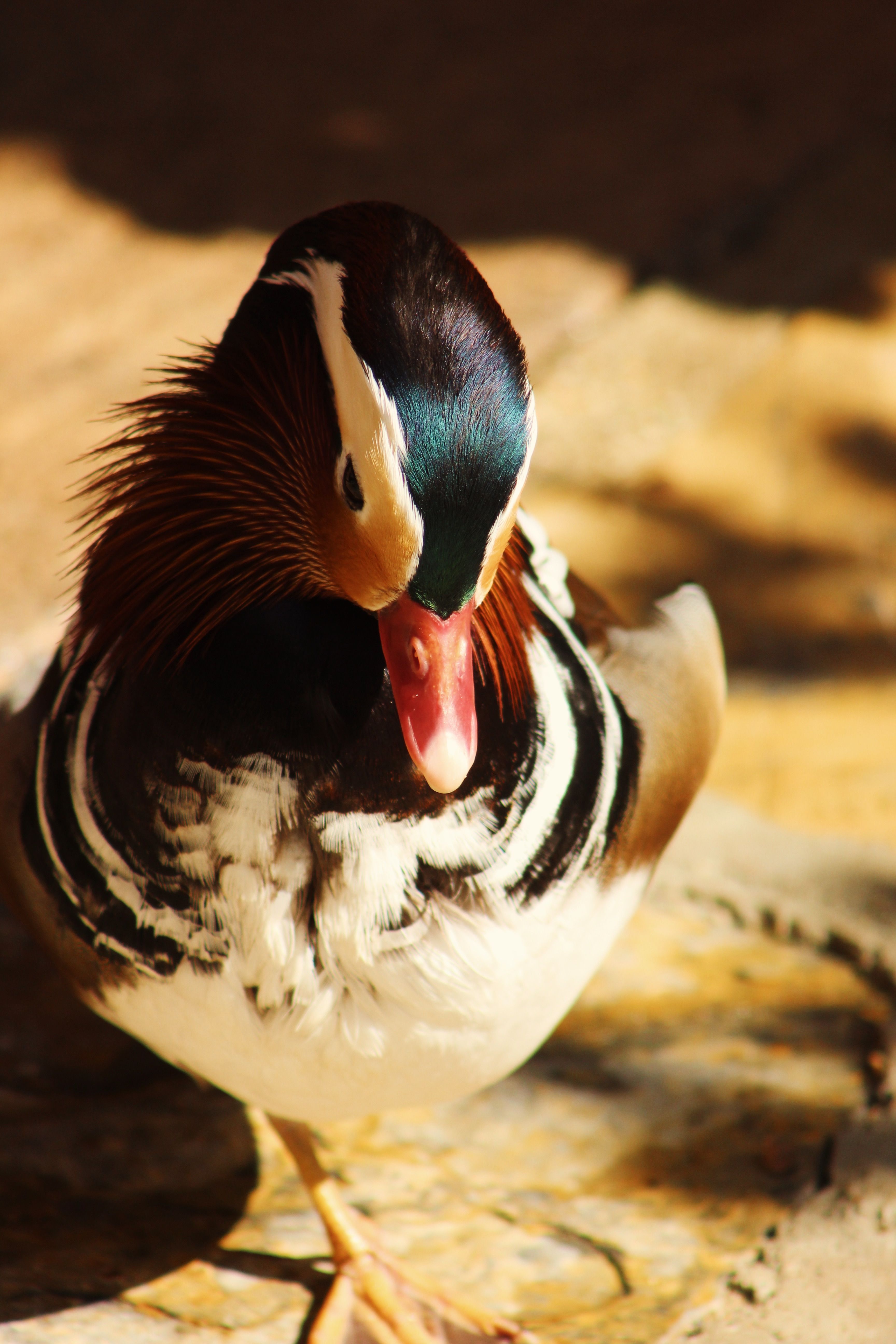 Close-up of a Vibrant Mandarin Duck Outdoors · Free Stock Photo