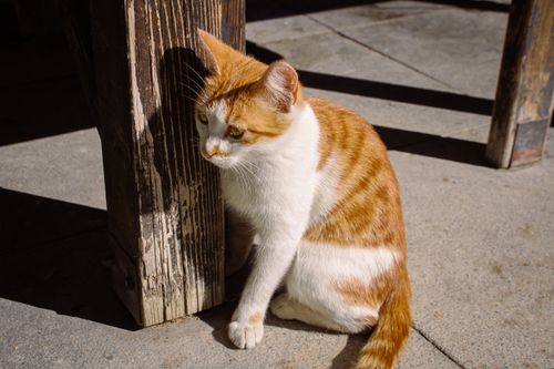 Free A ginger and white cat sitting by a wooden post in bright sunlight outdoors. Stock Photo