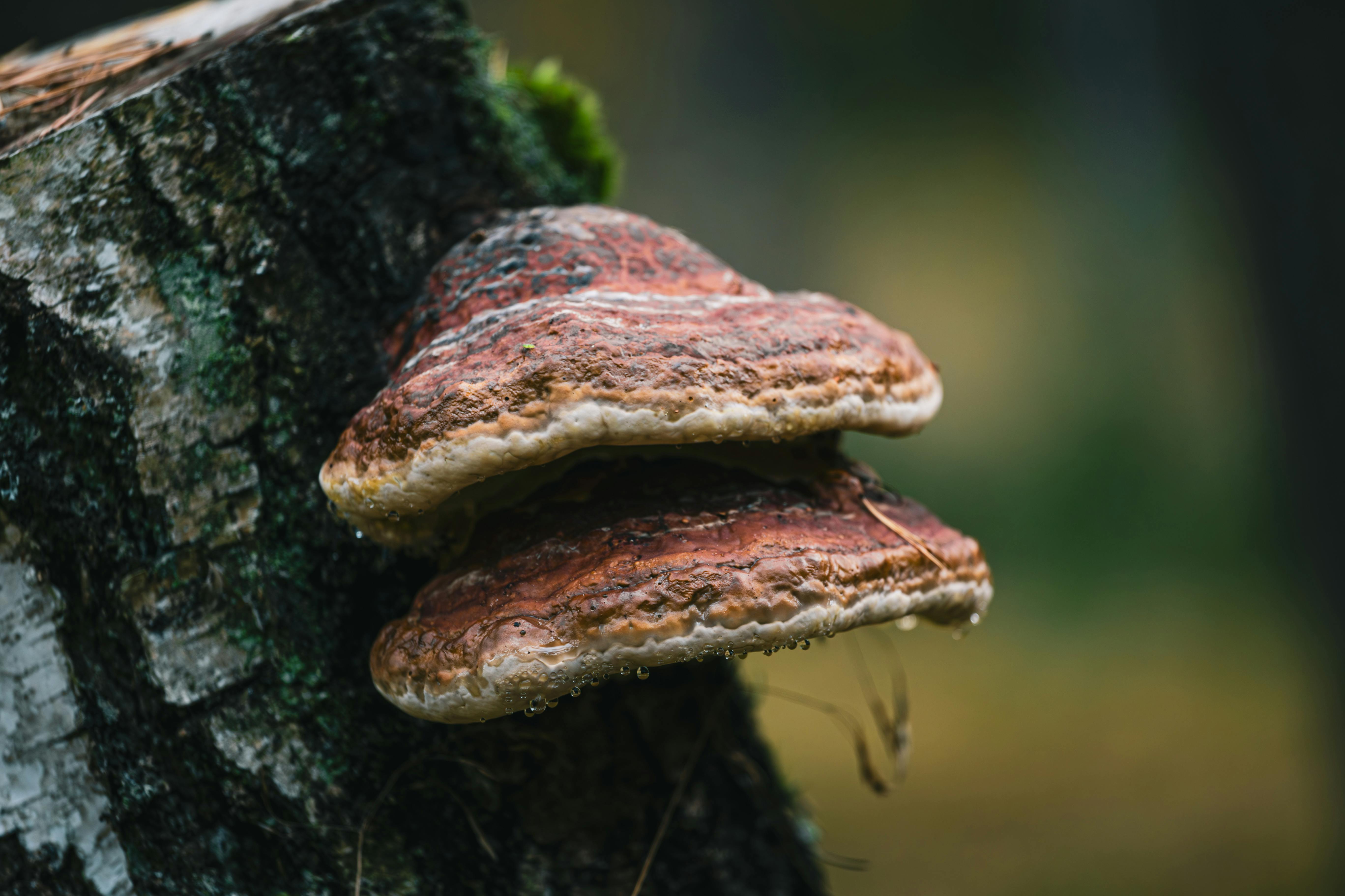 Bark tinder from sheltered trees
