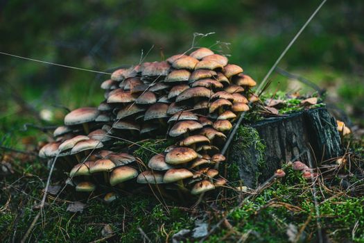 Mycologist